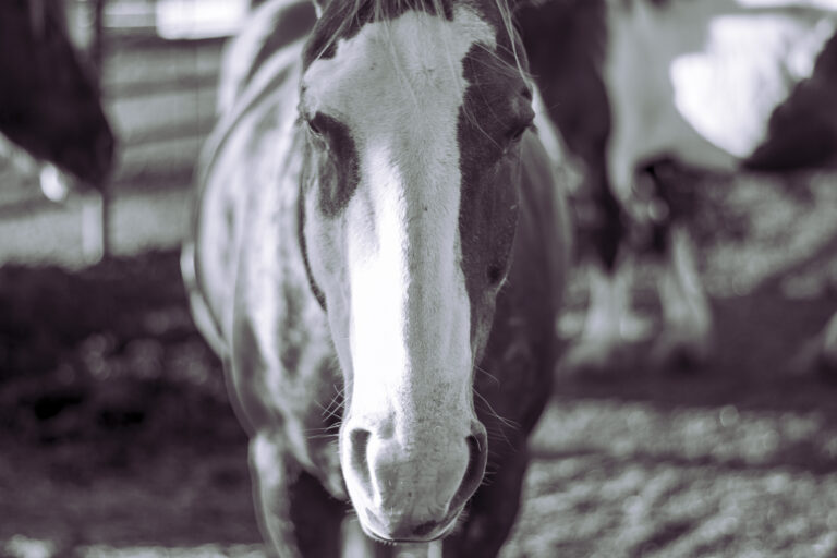 Photo Shoot at CU Lazy Ranch